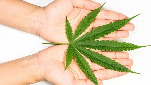 Fiocruz promove seminário sobre evidências em cannabis medicinal