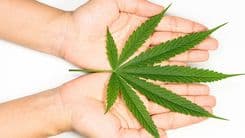 Fiocruz promove seminário sobre evidências em cannabis medicinal