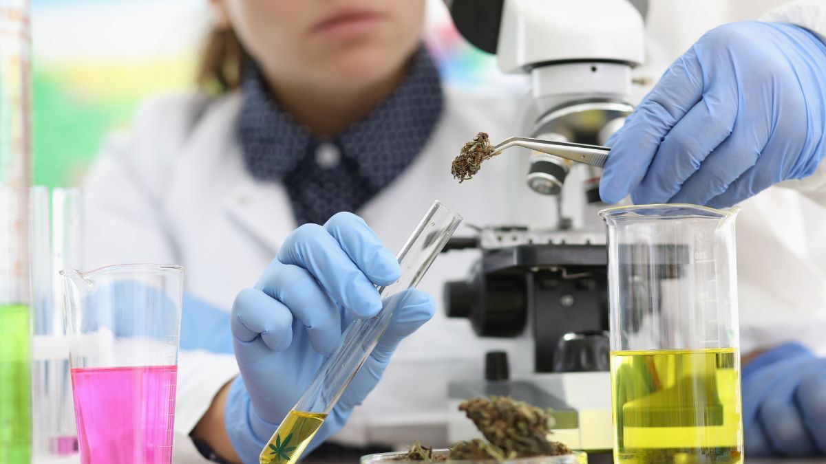 Universidades brasileiras avançam em pesquisa para padronizar cannabis medicinal