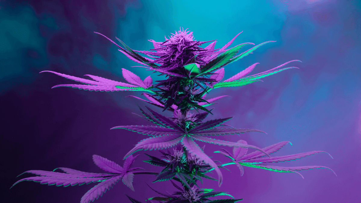 Blue Dream ganha espaço nos laboratórios e vira referência científica