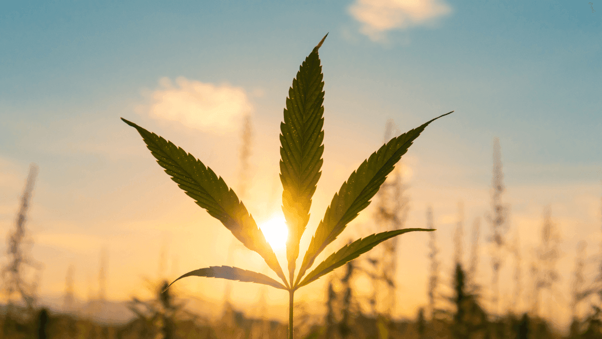 CBD e epilepsia: quando cada crise evitada é uma história que continua
