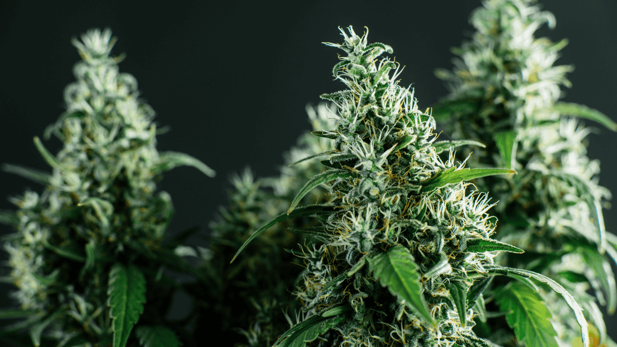 Canabinóides ácidos: a química que revela a integridade da cannabis