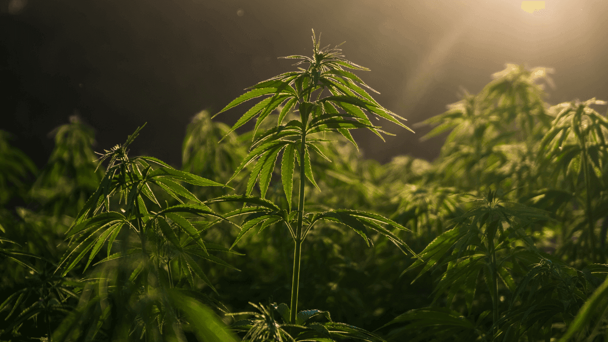 Cannabis: de planta milenar a oportunidade para o agro brasileiro