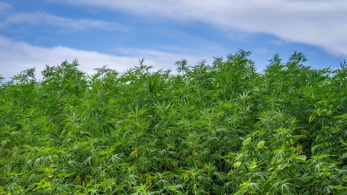 Cultivo legal de cannabis em Marrocos salta para 4.751 hectares e bate recorde de produção