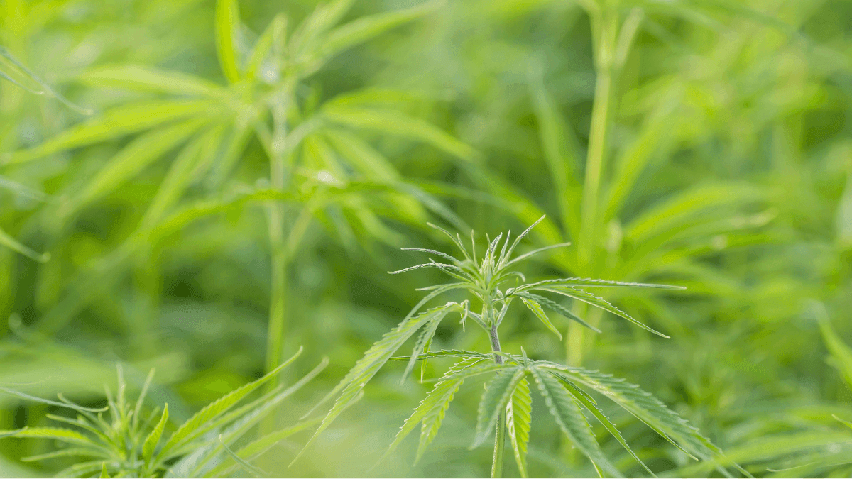 “O cânhamo não é uma planta que gera dependência justamente pela baixa concentração de THC”, explica o pesquisador Pedro Gabriel Lopes, do Cepedisa/USP