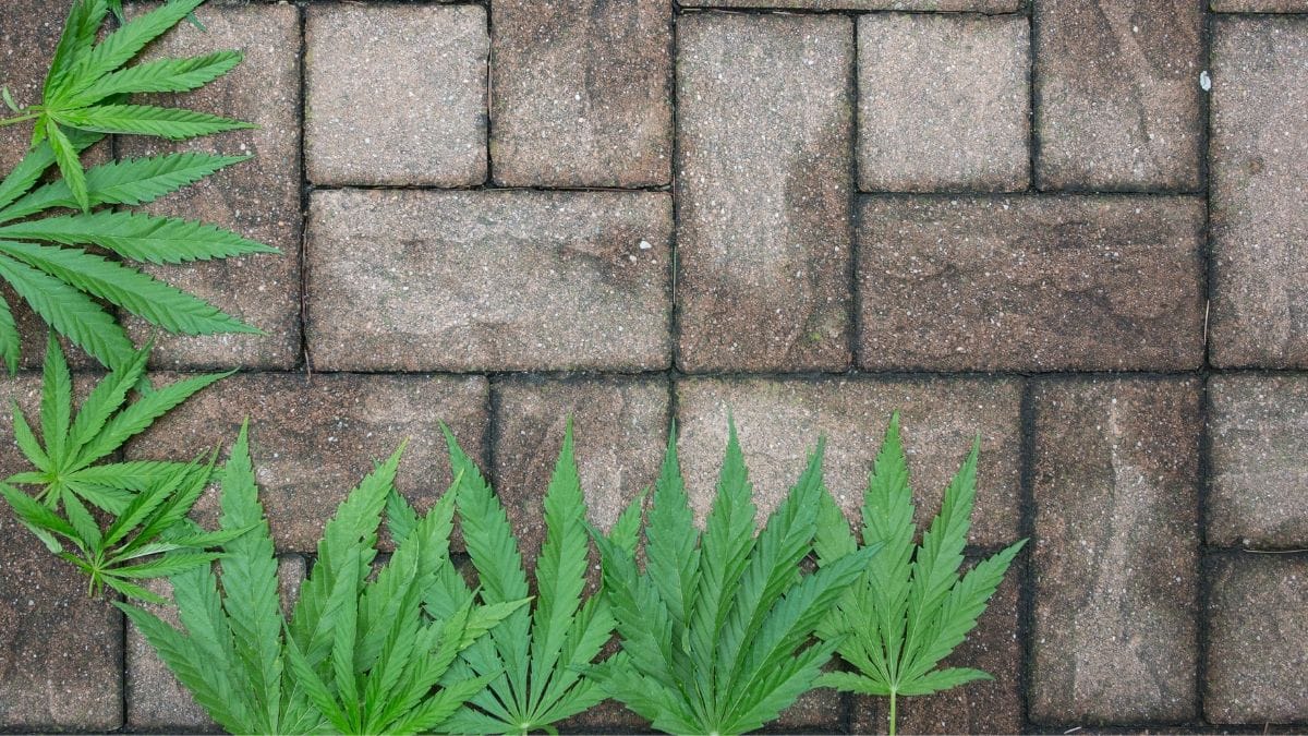 Sem regulamentação, Brasil perde espaço em mercado bilionário de hempcrete