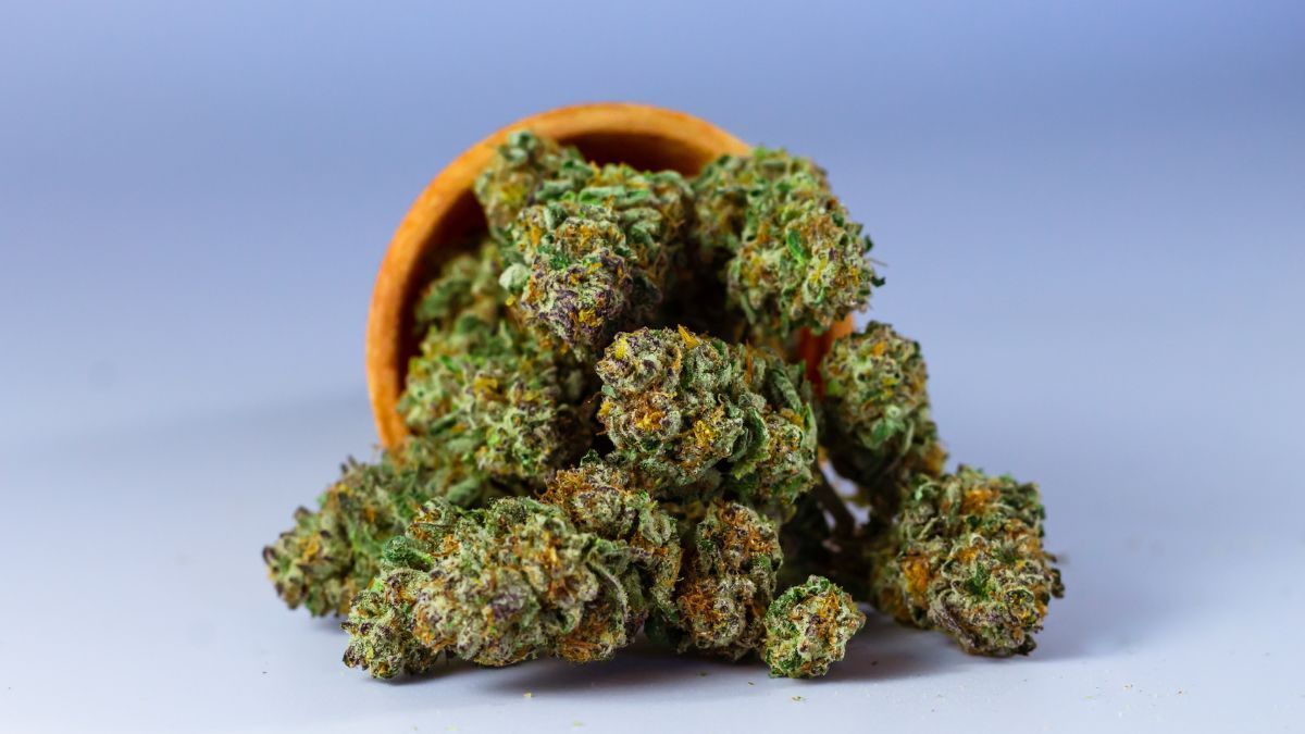Cannabis movimenta US$ 16 bilhões no PIB do Canadá em 2024; valor é superior a cervejarias, vinícolas, silvicultura e exploração madeireira