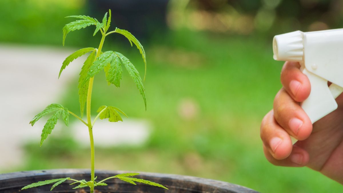 Ações de cannabis disparam em agosto com altas expressivas no mercado