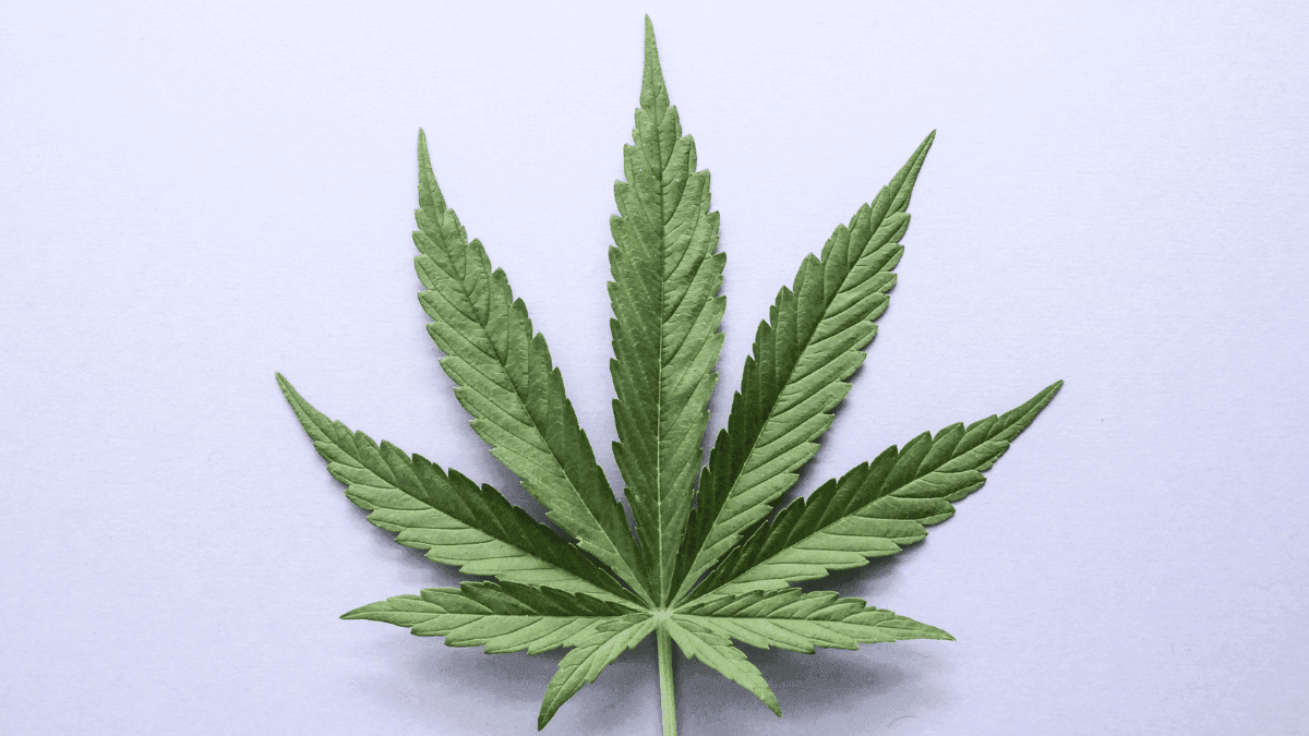 Empresário de Londrina com ansiedade e TDAH obtém salvo-conduto para cultivo de Cannabis medicinal
