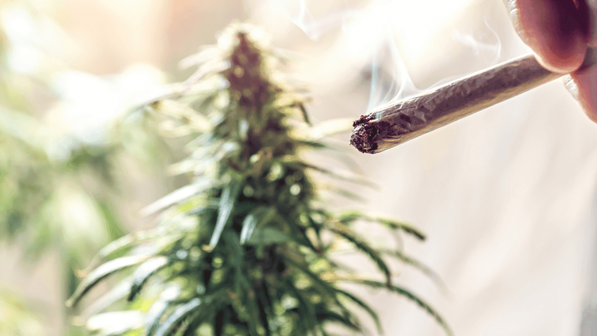 Estudo desafia associação entre uso de cannabis e queda no QI