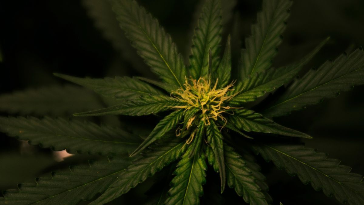 Cannabis e psicodélicos são destaque em pedidos por mudanças na Política de Drogas