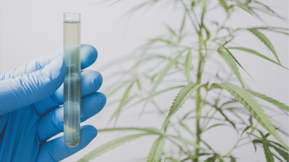 Embrapa, SBPC e 29 universidades colaboram em documento que propõe avanços na regulamentação da cannabis medicinal e científica no Brasil