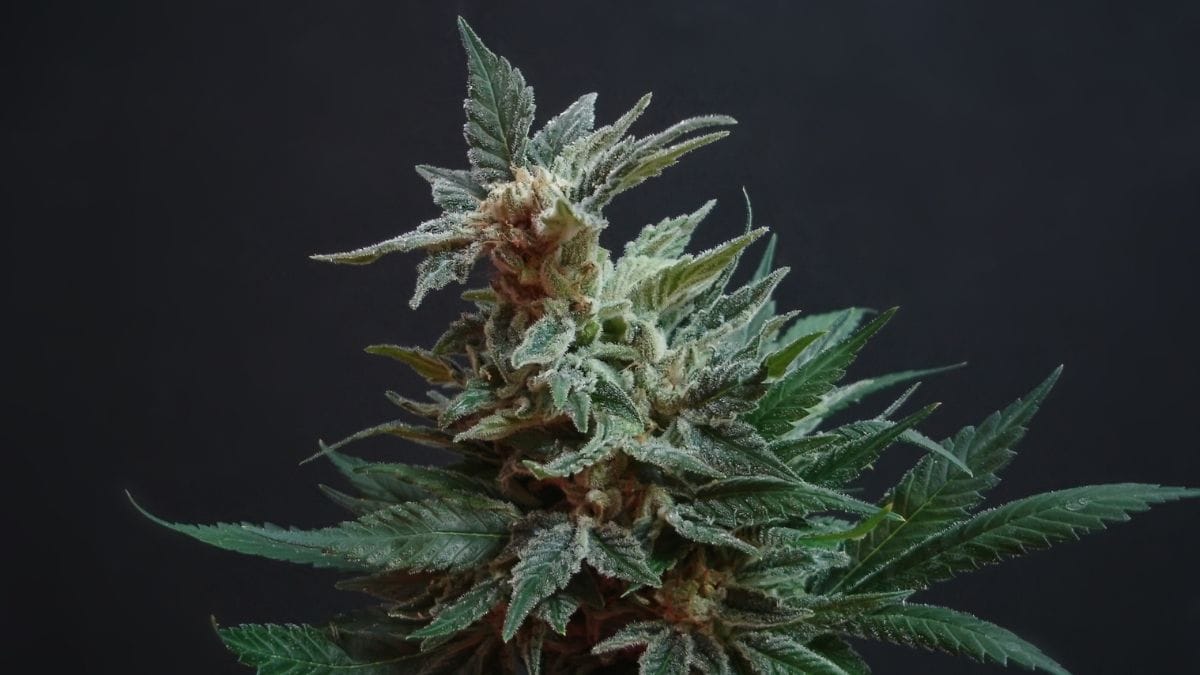 IM Cannabis avalia venda de ativos na Alemanha e Israel para focar nos EUA