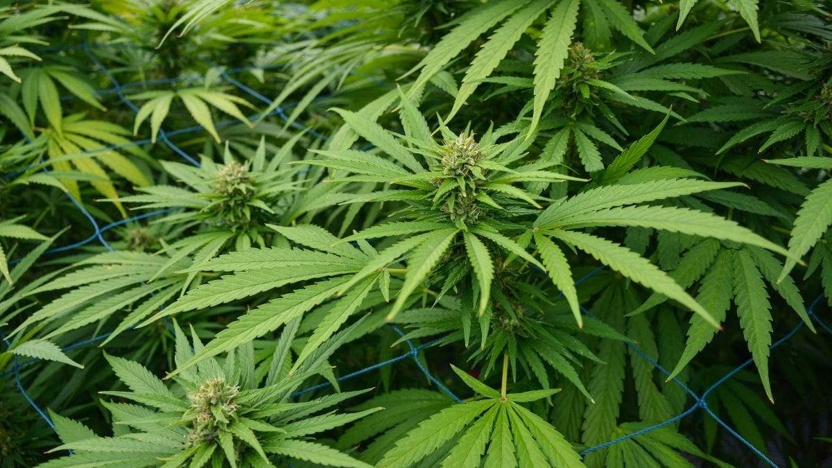 Potencial agrícola do cânhamo no Brasil enfrenta barreiras