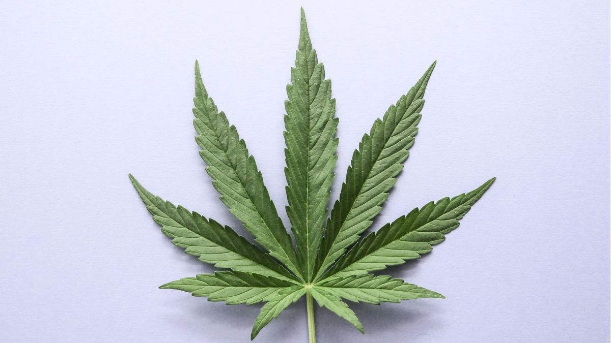 UNESCO inclui cannabis na pauta da Conferência Mundial de Cultura