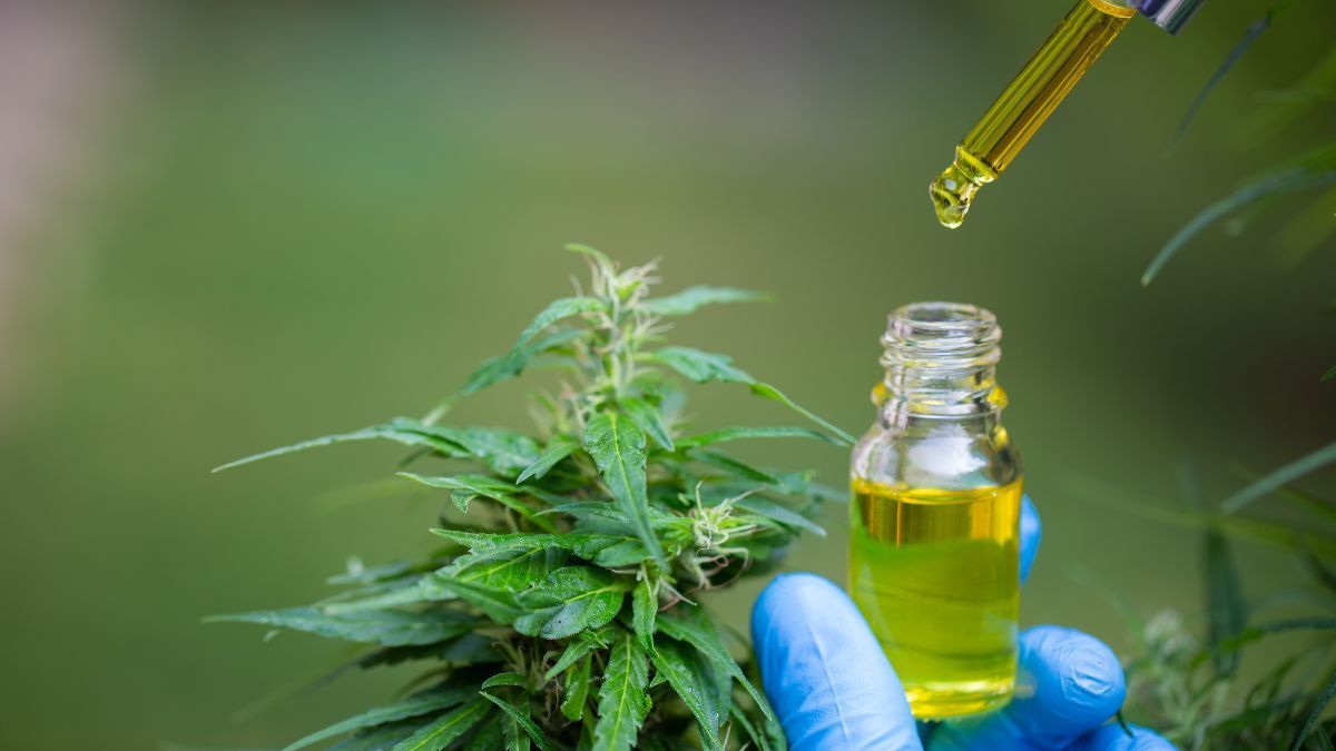 Conselho Nacional Honorário do IRCCA é convocado para fortalecer políticas públicas sobre cannabis
