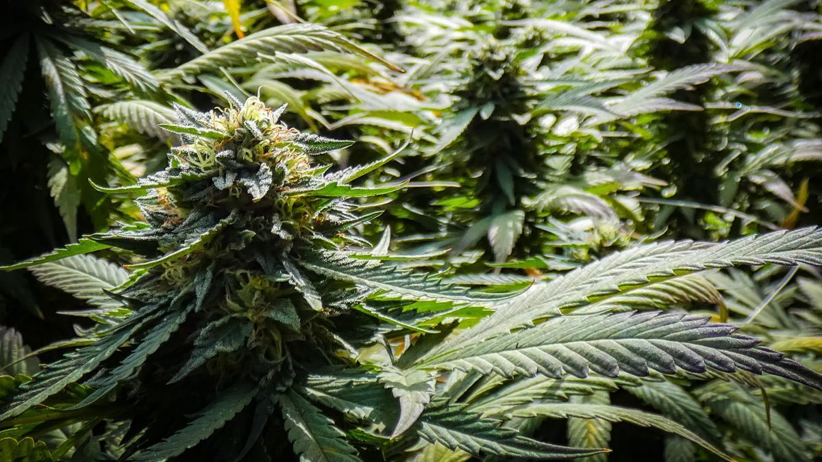 Potência da cannabis pode variar mesmo em cultivares idênticas, aponta pesquisa