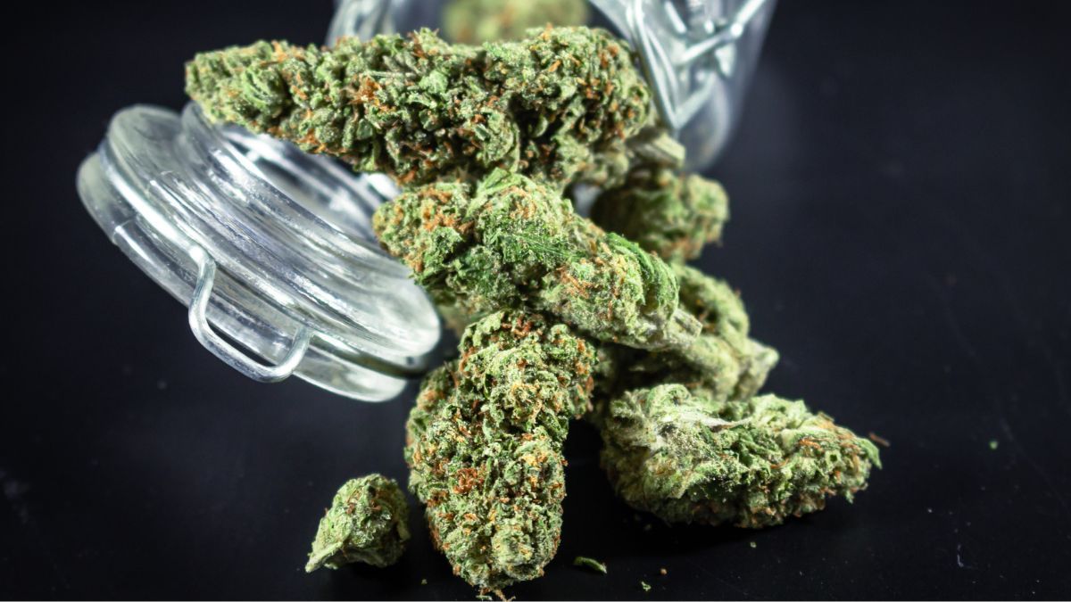Governo investe quase R$ 400 mil para analisar impacto de decisão do STF sobre porte de maconha
