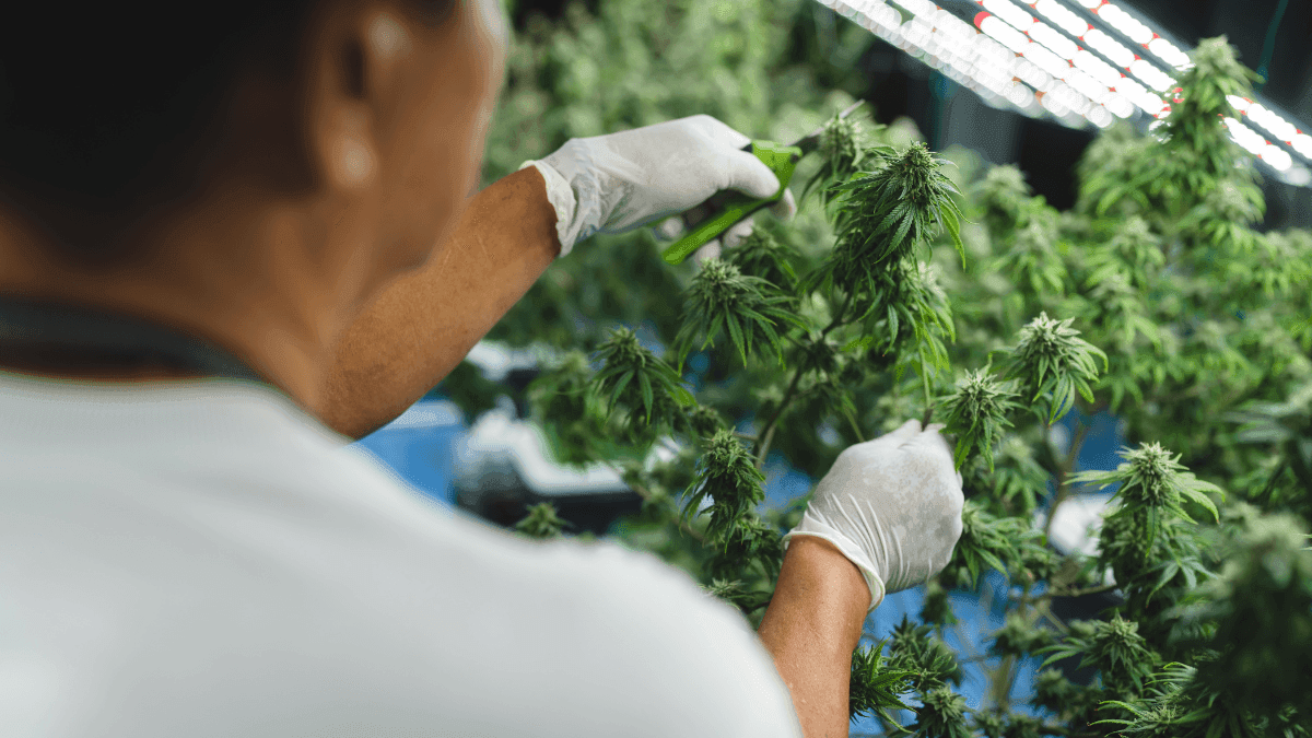 Entre decretos e estufas: o futuro da cannabis industrial italiana