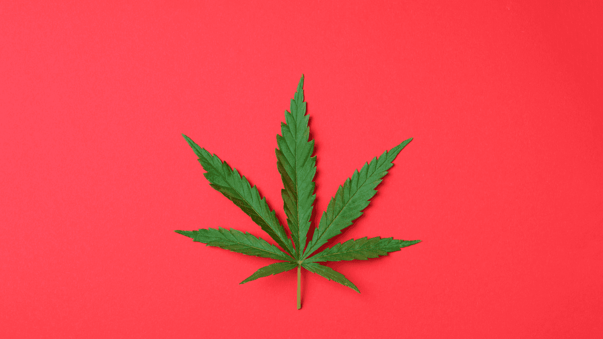 Justiça garante direito de paciente com TDAH cultivar cannabis para produzir o próprio óleo medicinal