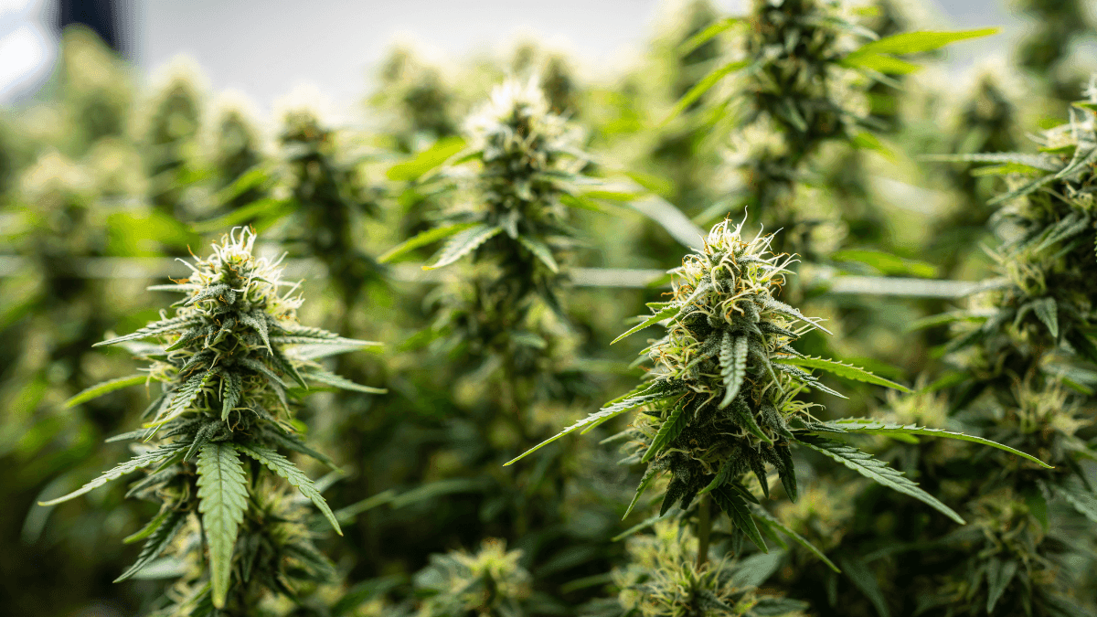 Cannabis medicinal abre caminhos para um envelhecer mais leve