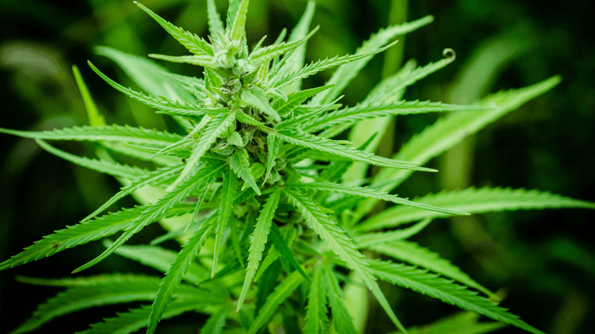 Estudo revela alívio com cannabis em casos graves de epilepsia