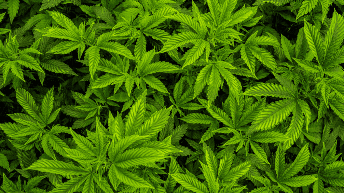  Overdose de cannabis é possível? O que a ciência revela