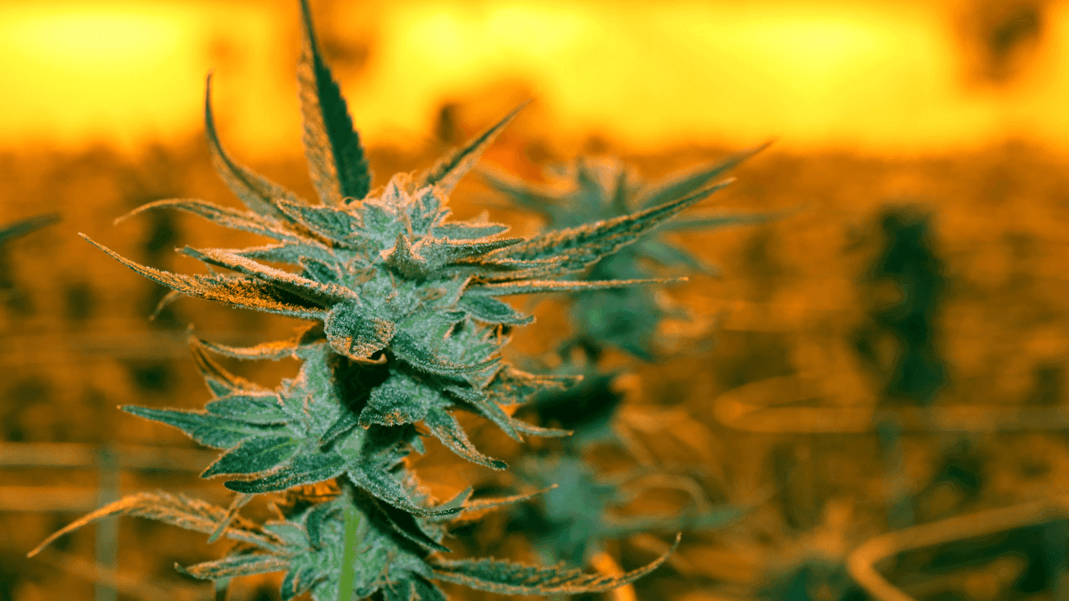 Tecnologia da cannabis deve movimentar US$ 23,7 bilhões até 2030, aponta relatório