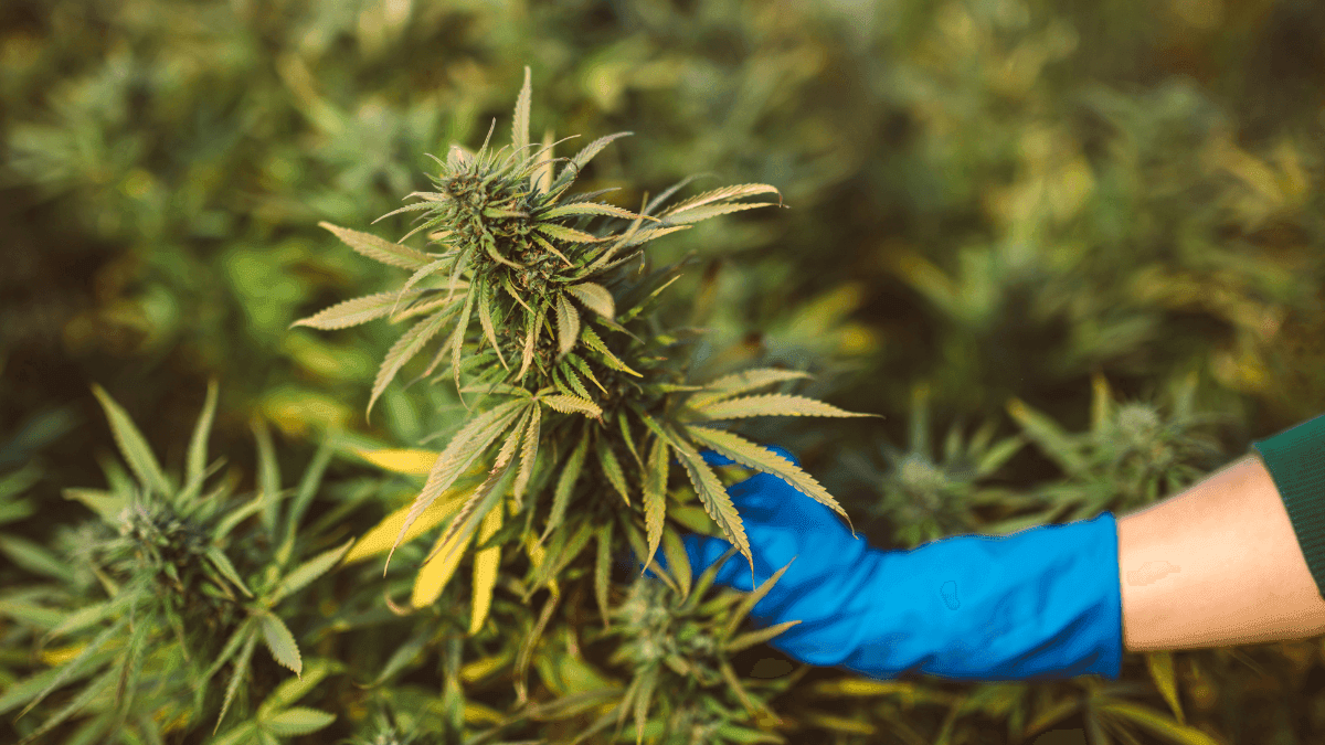 Estudo revela caminhos para cepas de cannabis sob medida para pacientes e usuários