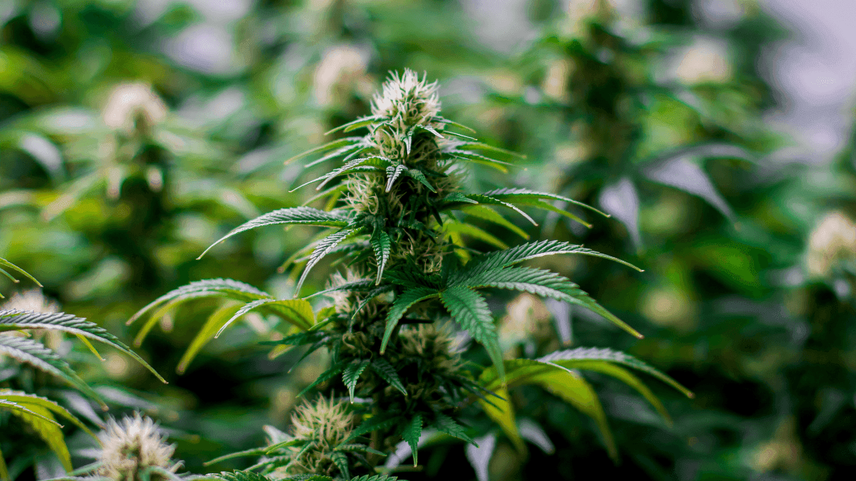  Importação de cannabis em SP cresce 6,2% no 1º semestre de 2025