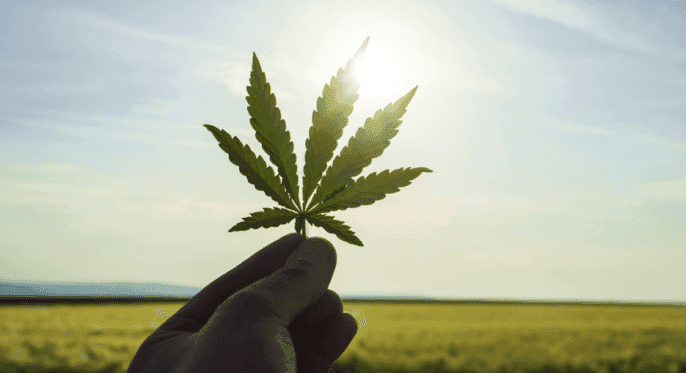Cannabis alemã ávida por crescimento