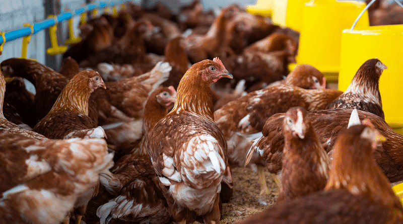 Cannabis como alimento para animais