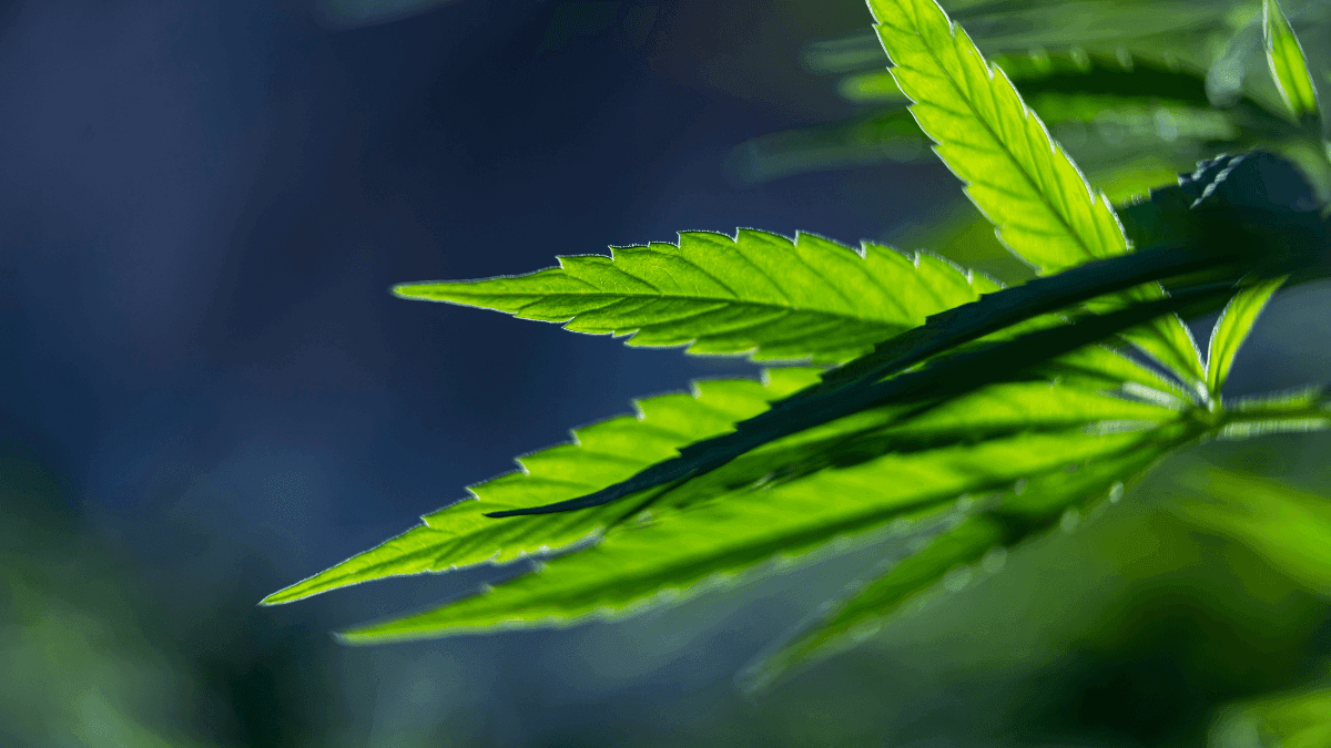 Pesquisa aponta que CBD pode atuar contra o crescimento de células tumorais