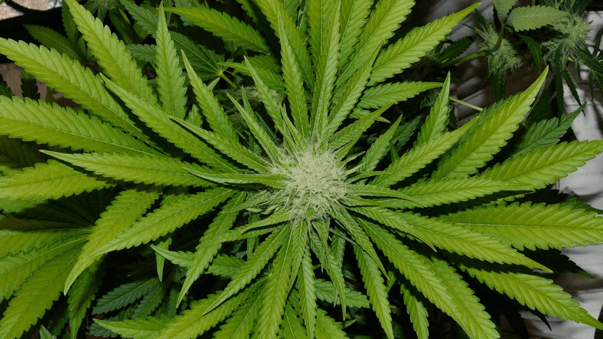 Cannabis medicinal no tratamento da fibromialgia: evidências clínicas e avanço no acesso ao canabidiol