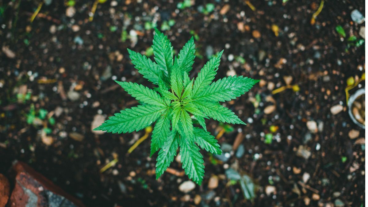 Cannabis e solo: o papel da planta na regeneração ambiental e no desenvolvimento sustentável