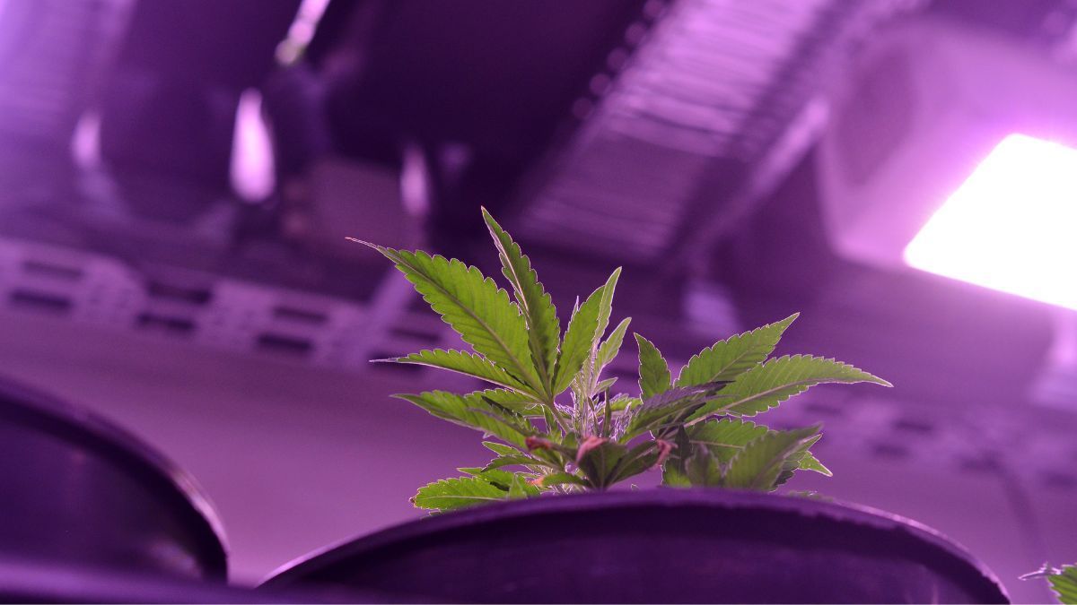5 dicas essenciais para cultivar cannabis em ambientes internos com sucesso