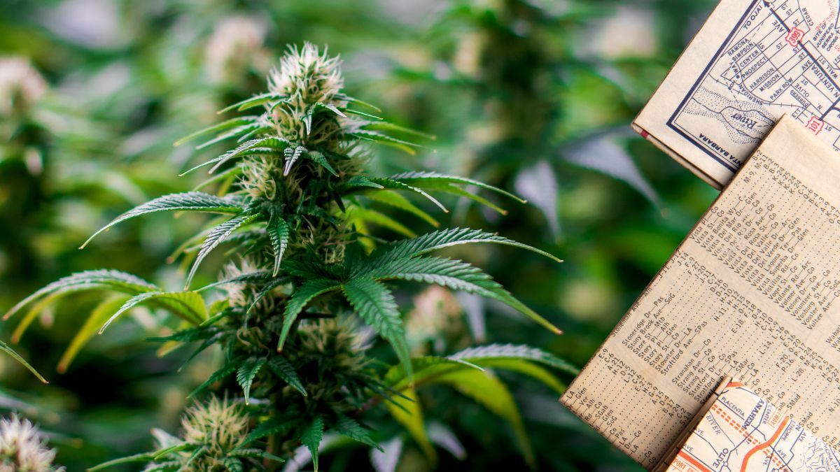 Pesquisa da FACT mapeia funcionamento e desafios das associações de cannabis medicinal
