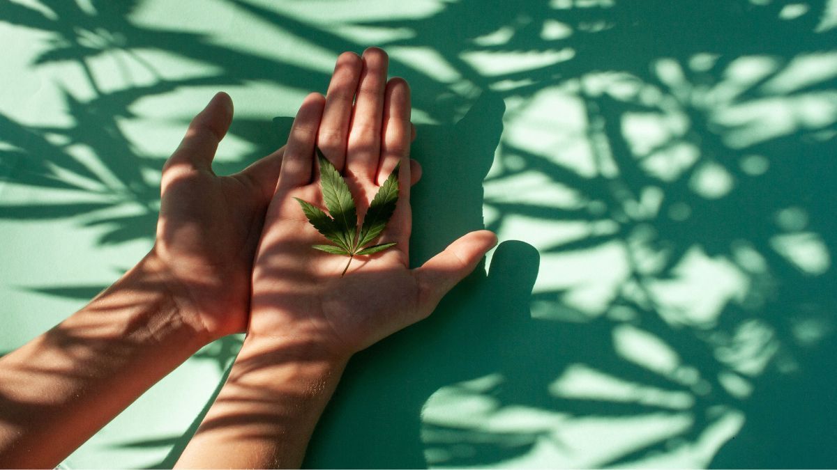 Doenças crônicas e cannabis medicinal: novo app promete facilitar o acesso a tratamentos