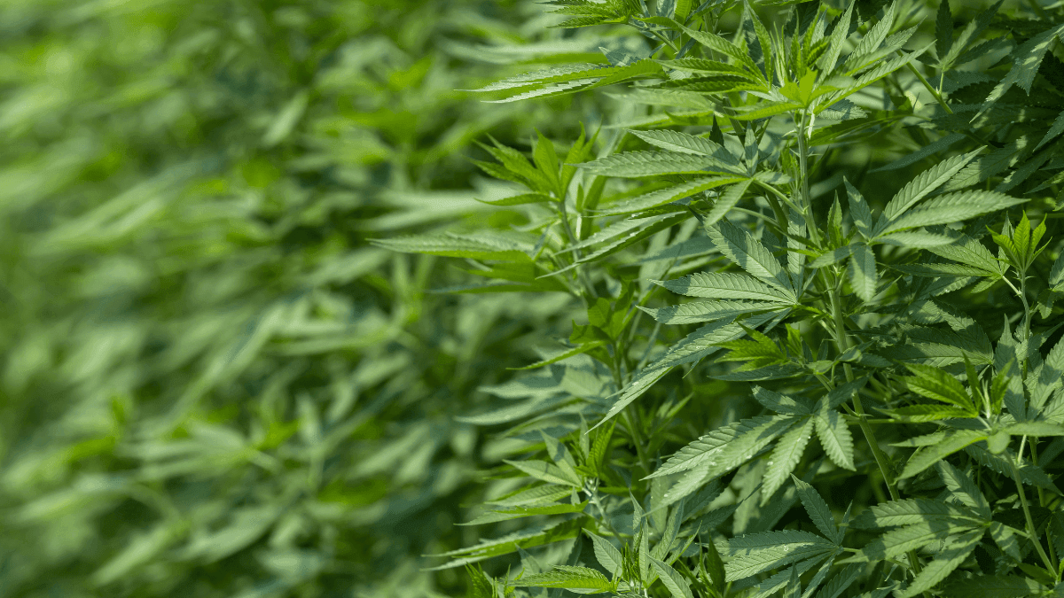 Quatro estados nos EUA avançam projetos para permitir uso em hospitais