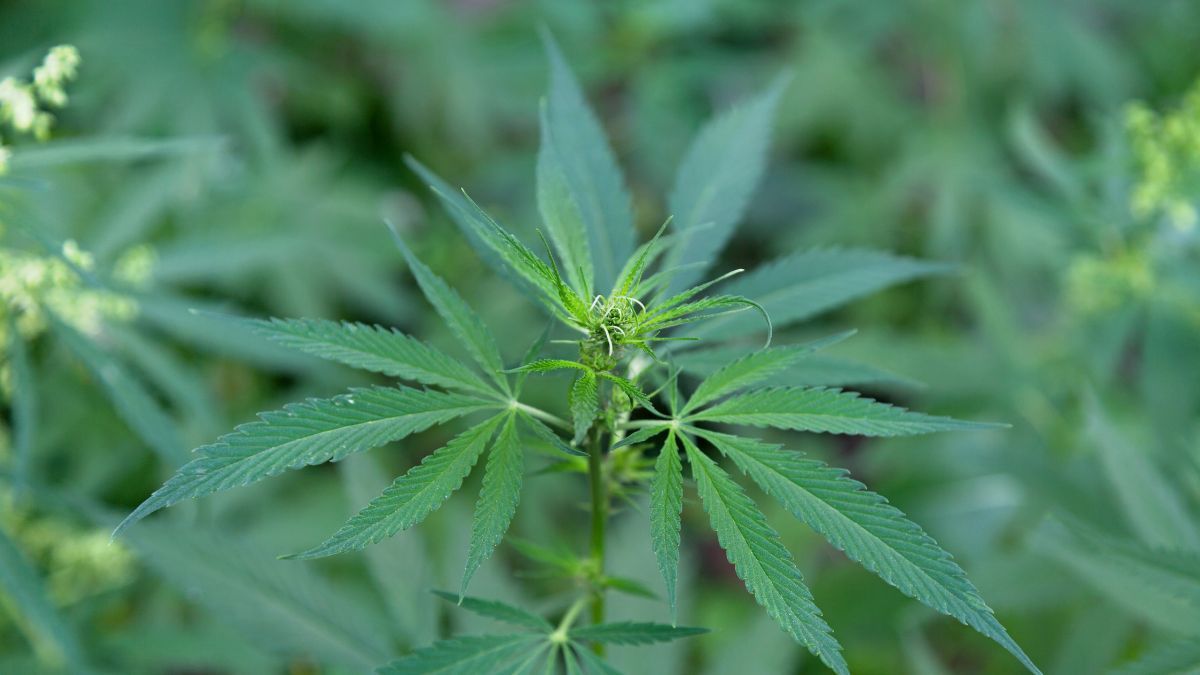 Cannabis ruderalis: origem, efeitos e benefícios da subespécie menos conhecida
