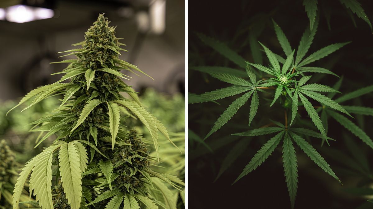 Classificação Taxonômica da Cannabis sativa L.: da biologia à relevância cultural e medicinal