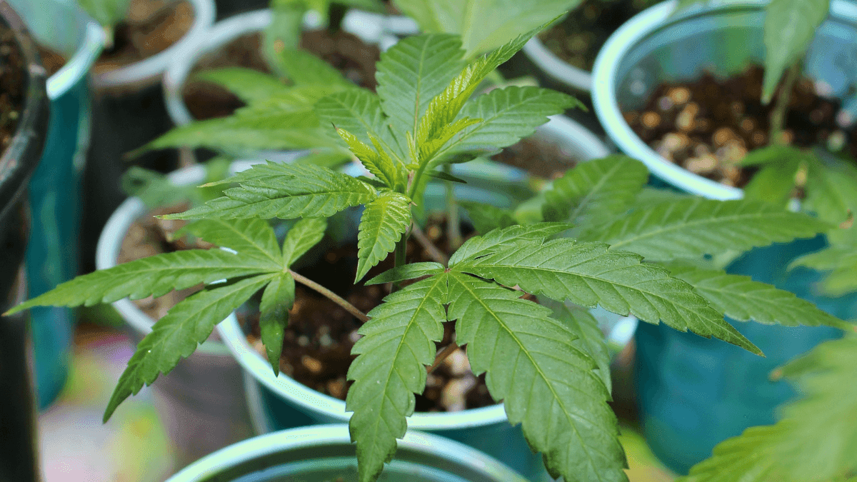 Comercialização de sementes e clones de cannabis psicoativa avança com novas licenças