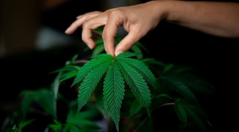 Como a cannabis pode reduzir o seu colesterol