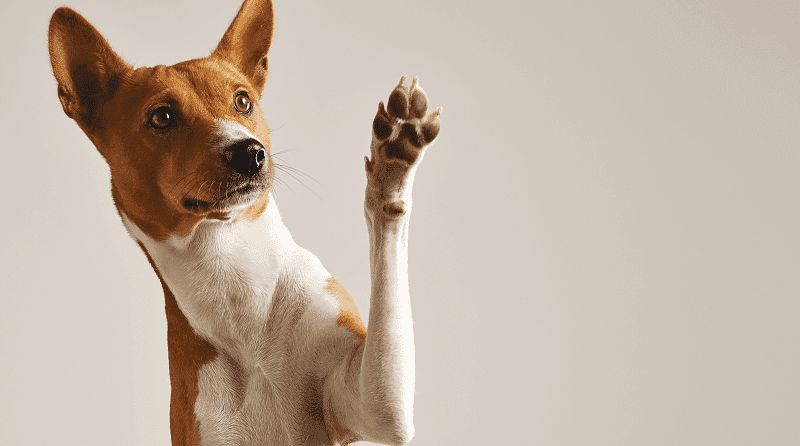 Como está o mercado da cannabis para pets