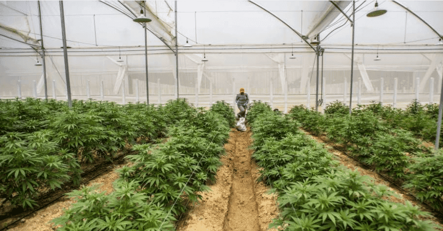 Consumo de Cannabis na Colômbia