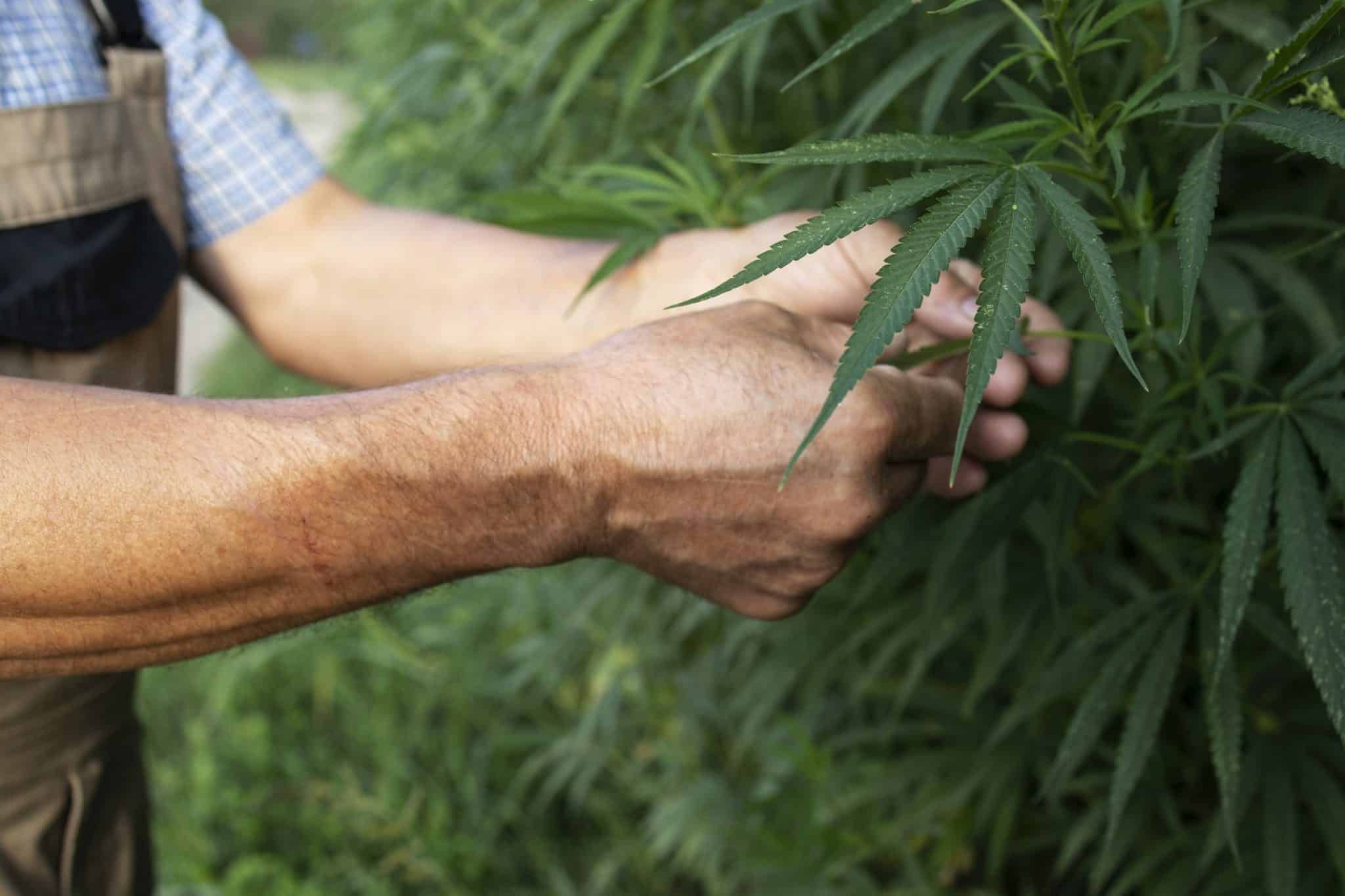 Cultivar cannabis no Brasil não é mais crime?  
