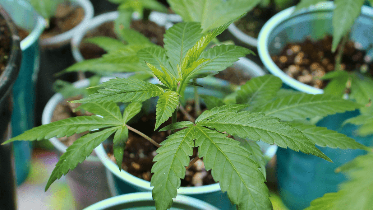 Morador do Paraná conquista direito de plantar cannabis em casa após 20 anos de crises de ansiedade