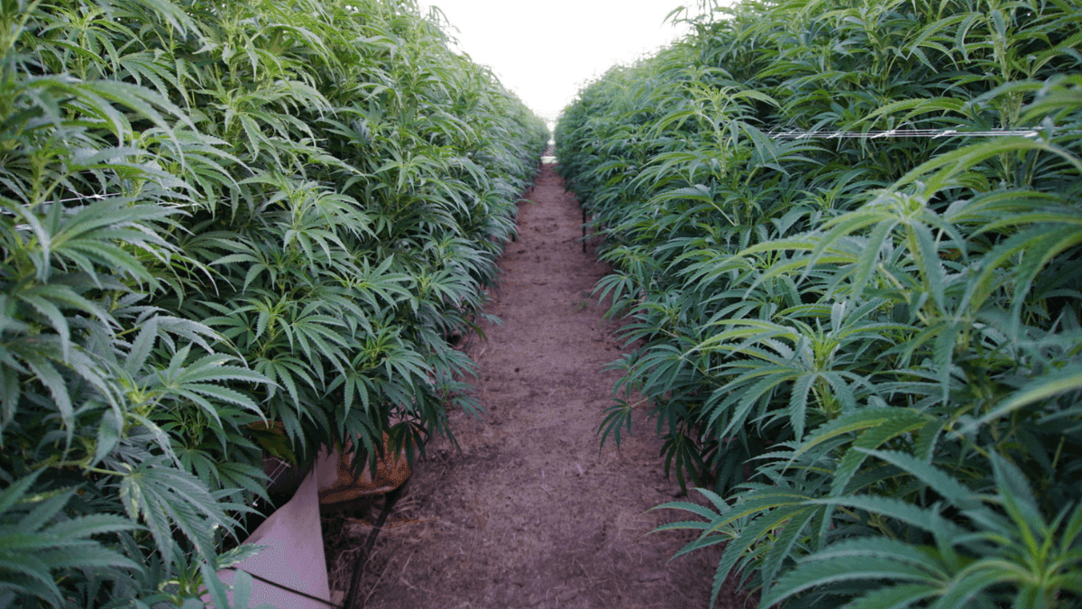Cultivo de cannabis no Brasil ganha força com regulamentação prevista 