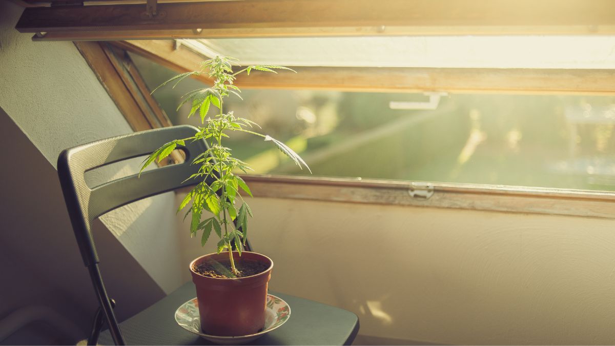 Prós e contras do cultivo doméstico de cannabis: o que considerar antes de plantar