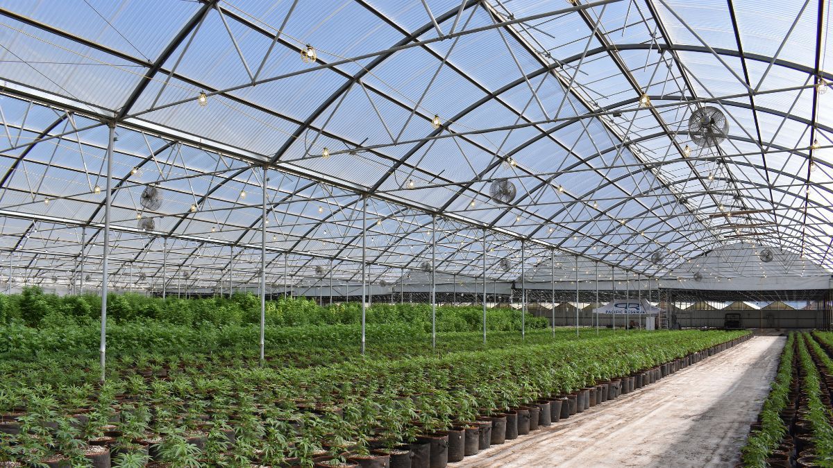 Modelo de negócio japonês pode reduzir custos e elevar a qualidade da produção de cannabis